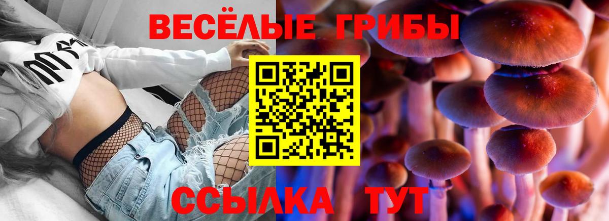 Каменка  Галлюциногенные грибы GOLDEN TEACHER  Псилоцибиновые грибы MAGIC MUSHROOMS  Вход с VPN 